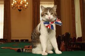 帥氣的賴瑞一直都是英國民眾心中的「英國第一貓」，縱使牠抓貓戰績平平，但牠英挺可愛的站姿還是萌煞眾人。
