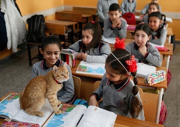 雖然老師和孩子們都很喜歡Tombi，但有一對父母反對在學校裡養貓，提出了抗議。老師不得已，只好將Tombi的故事PO上網，為牠找一個家收養。