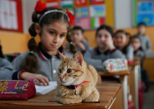 Tombi一回到學校，立刻恢復成昔日那隻神采奕奕的貓咪助教！