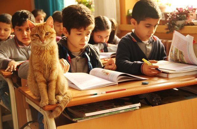 「藉由Tombi的故事，我們希望能讓更多人知道貓咪是種很美好的動物。」老師這麼說。