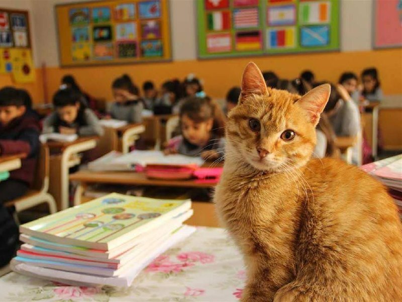 流浪小貓誤闖土耳其小學　決定留下來成最萌助教！（圖／寵毛網）