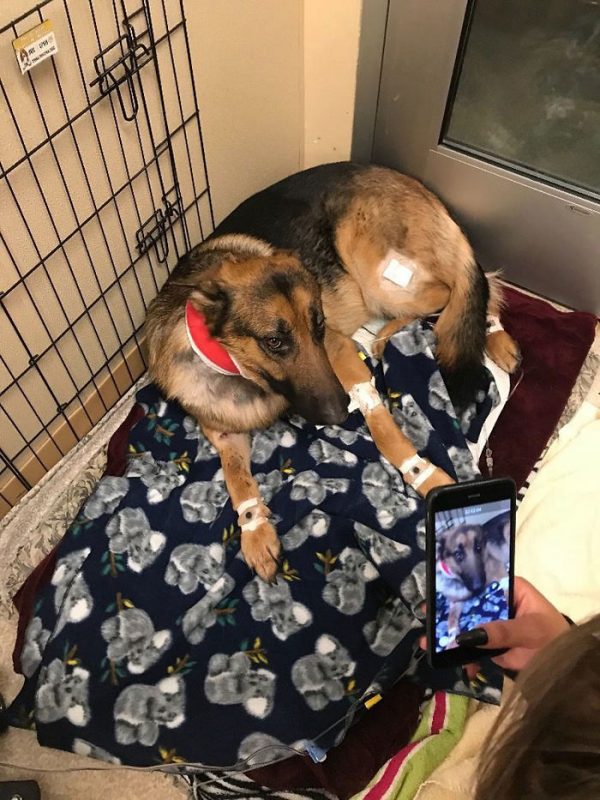 因為雷克斯的醫藥費龐大，許多鄰居和網友都捐款給這隻小小英雄狗。目前雷克斯已經挺過第一次的手術，希望牠接下來能夠順利恢復，早日回家！