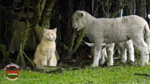綿羊們非常聽從史提夫，牠儼然就是羊群的頭頭。