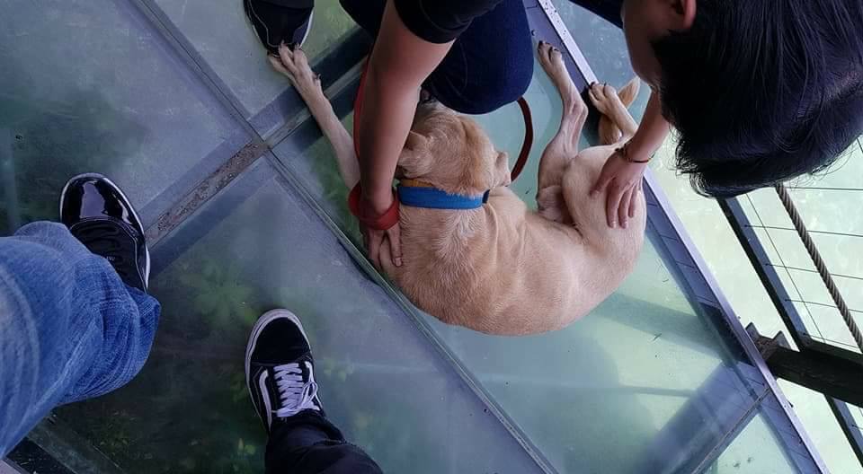 ▲一隻狗狗在走豐濱天空步道時，疑似懼高症發作，當場嚇得腿軟，趴在橋面上動也不敢動。（圖／翻攝自臉書《爆料公社一日小編》）