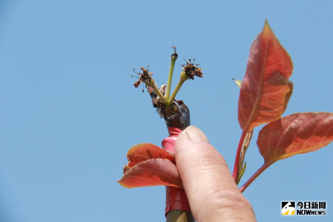 ▲二林高接梨產區近日進入望花結果期，因抵擋不了寒流連番侵襲，花苞受凍，無法授粉，好不容易授粉結果的果實也被凍得發黑，恐無法再結果。（圖／記者陳雅芳攝，2018.02.18）