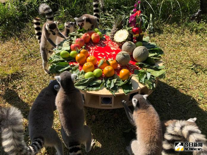 ▲環尾狐猴們溫馨圍爐享用水果大餐。（圖／六福村提供 , 2018.02.15）