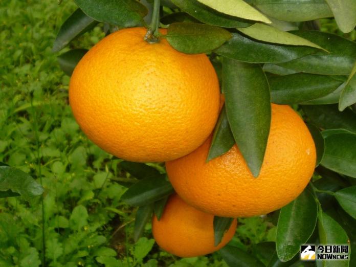 ▲新興柑桔品種Ortanique，是在中美洲發現的品種。（圖／花蓮農改場提供）