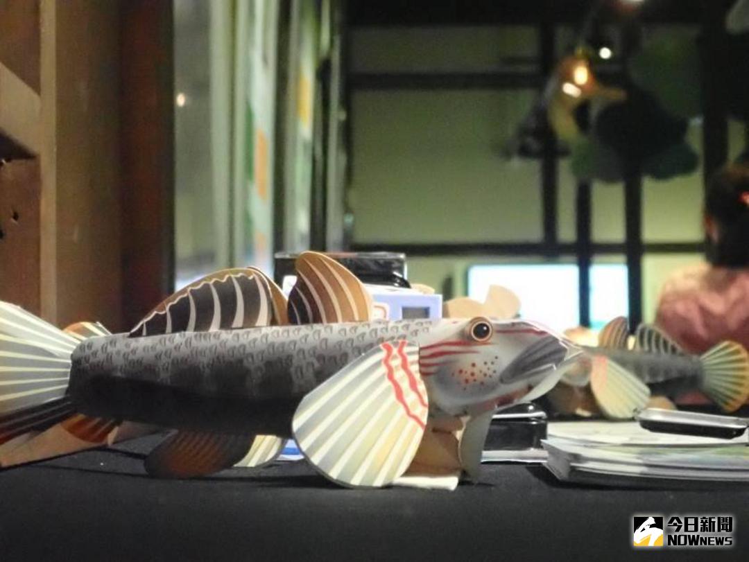 ▲大吻蝦虎僅分布於臺灣東部溪流，是洄游性魚類，卵在河川中孵化後，幼魚順流而下至海洋生活，體長約2公分左右時再回溯至上游棲息。（圖／林管處提供）