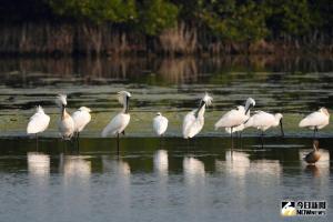 ▲春節連假到嘉義縣看燈會前,到東石鄉鰲鼓濕地看候鳥,將有好事會花生。(圖/林務局嘉義管理處提供, 2018.02.14\\) ▲春節連假到嘉義縣看燈會前,到東石鄉鰲鼓濕地看候鳥,將有好事「花生」。(圖/林務局嘉義管理處提供, 2018.02.14\\)