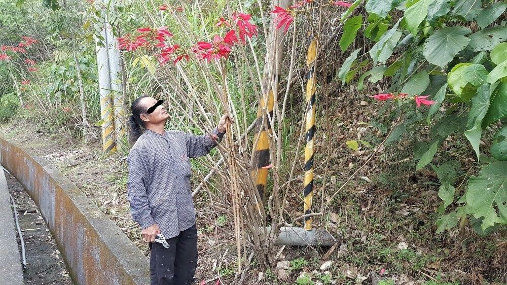 ▲那瑪夏分駐所所長潘煜烽、警員張貴春2員，於2月12日12時許，巡邏行經台29線青山段時，發現陳嫌（46年次、無前科）手持利剪，沿途大把盜採路旁私人果園盛開的桃花\\(29枝\\)及公有聖誕紅\\(7枝\\)。（圖／六龜分局提供）