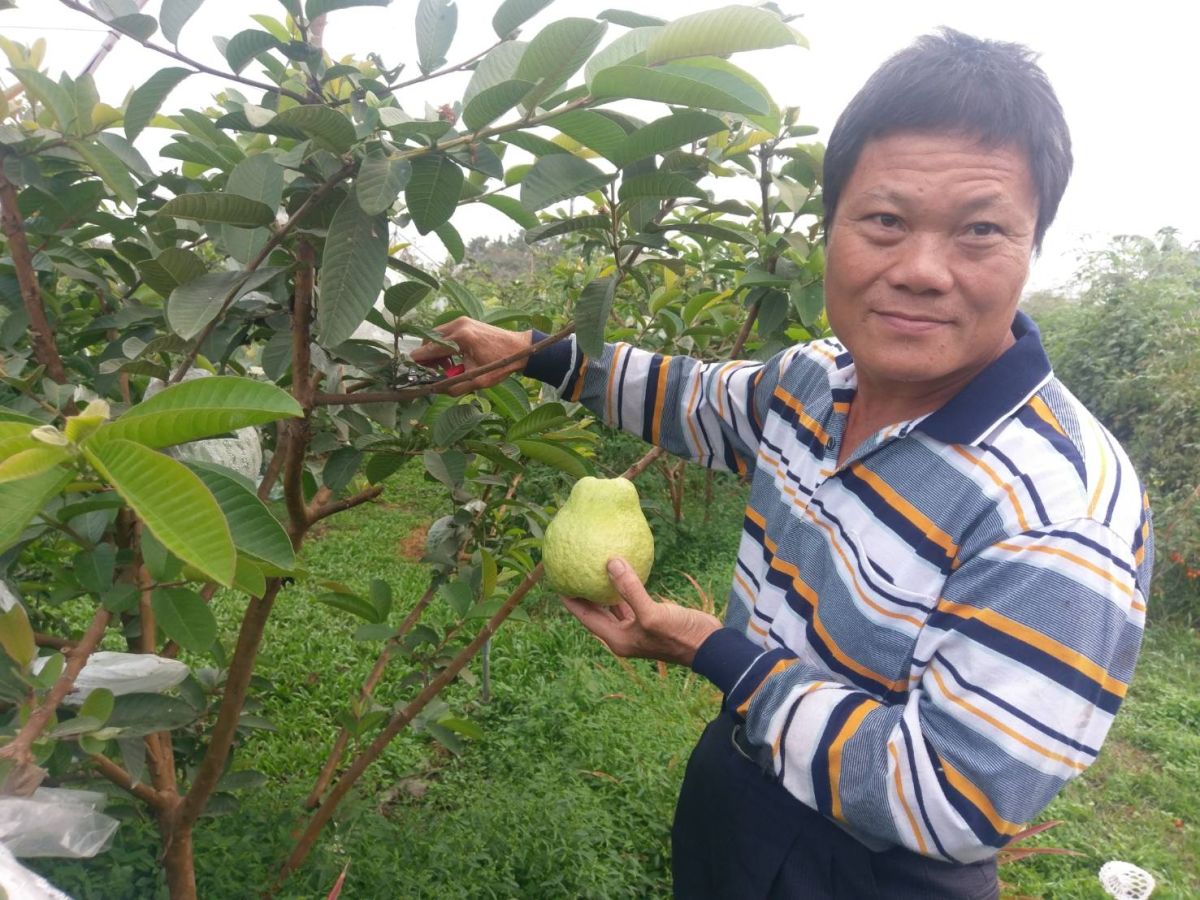 ▲長治農友徐玉華，以草生栽培方式管理不灑農藥，種植高難度「帝王芭樂」。（圖／徐玉華提供）