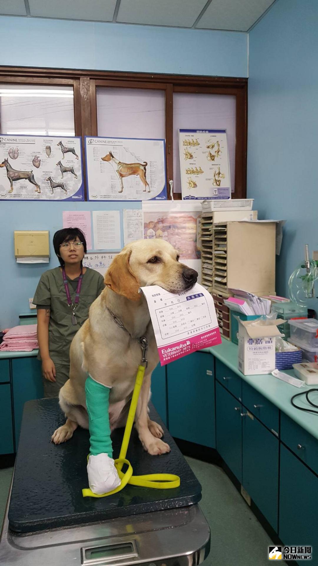 ▲搜救犬鐵雄隨台中特搜隊前往花蓮搜救，趾間炎引發劇痛，帶往中興大學獸醫就診。（圖／市政府提供 , 2018.2.10)