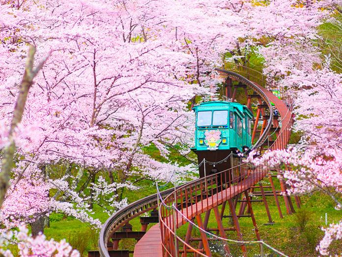 粉紅隧道　日本四大賞櫻預測出爐　仙境級美景報你知
