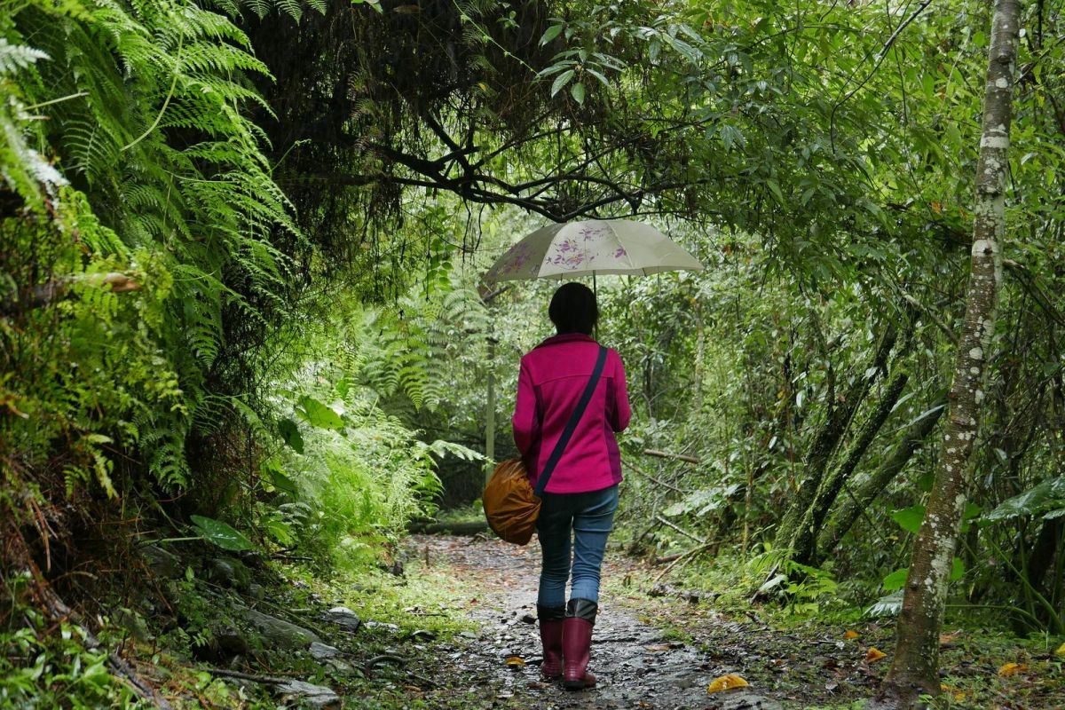 ▲領有執照的「森林療癒師」帶領患者在森林中健走、諮商、復健等活動，能夠有效的改善他們的憂慮感、疲勞感、不安感。（圖／羅東林區管理處提供 , 2018.02.08\\)