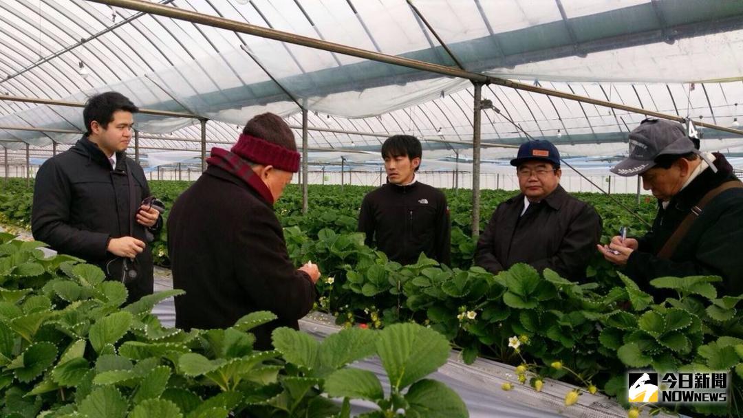 ▲新竹縣長農業考察團走訪日本福岡草莓園，見識知名的「甘王」草莓。（圖／新竹縣政府提供 , 2018.02.06）