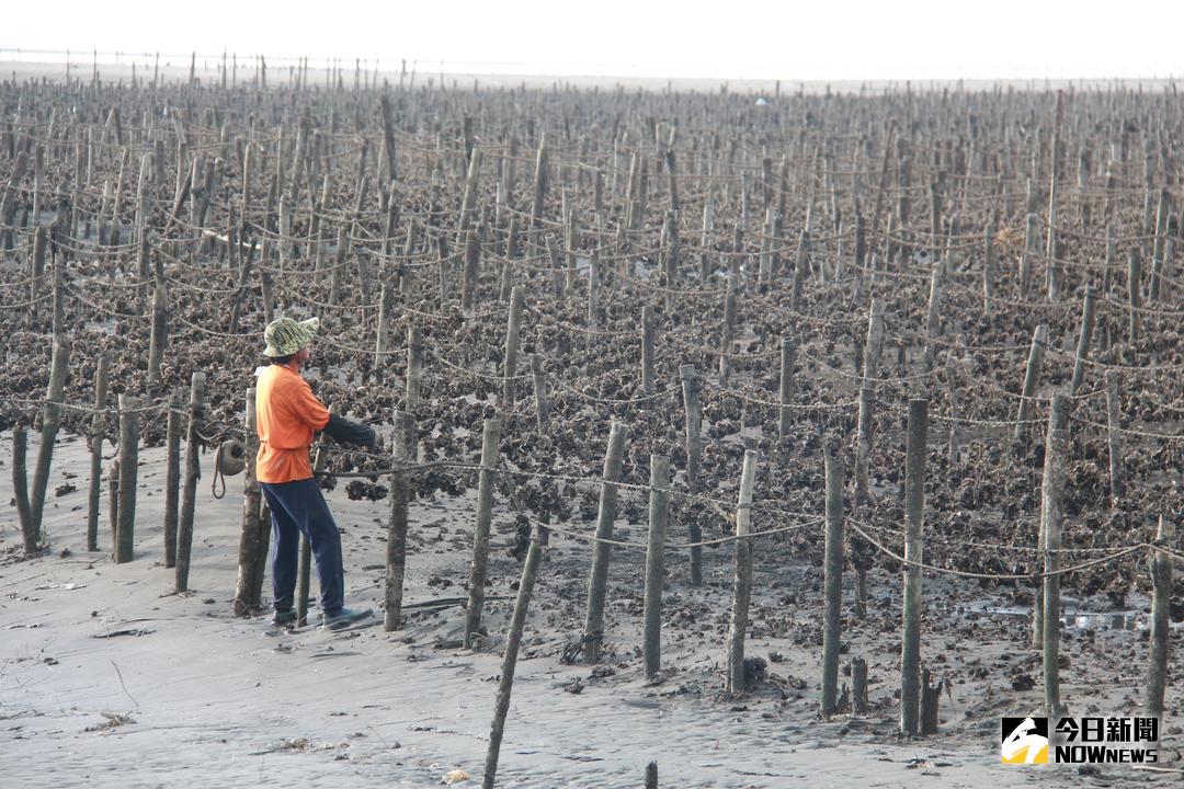 ▲台灣蚵產量近年有下滑趨勢、進口蚵持續增加，且價格較為便宜，恐有進口混國產疑慮。（圖／記者陳雅芳攝，2018.01.31）