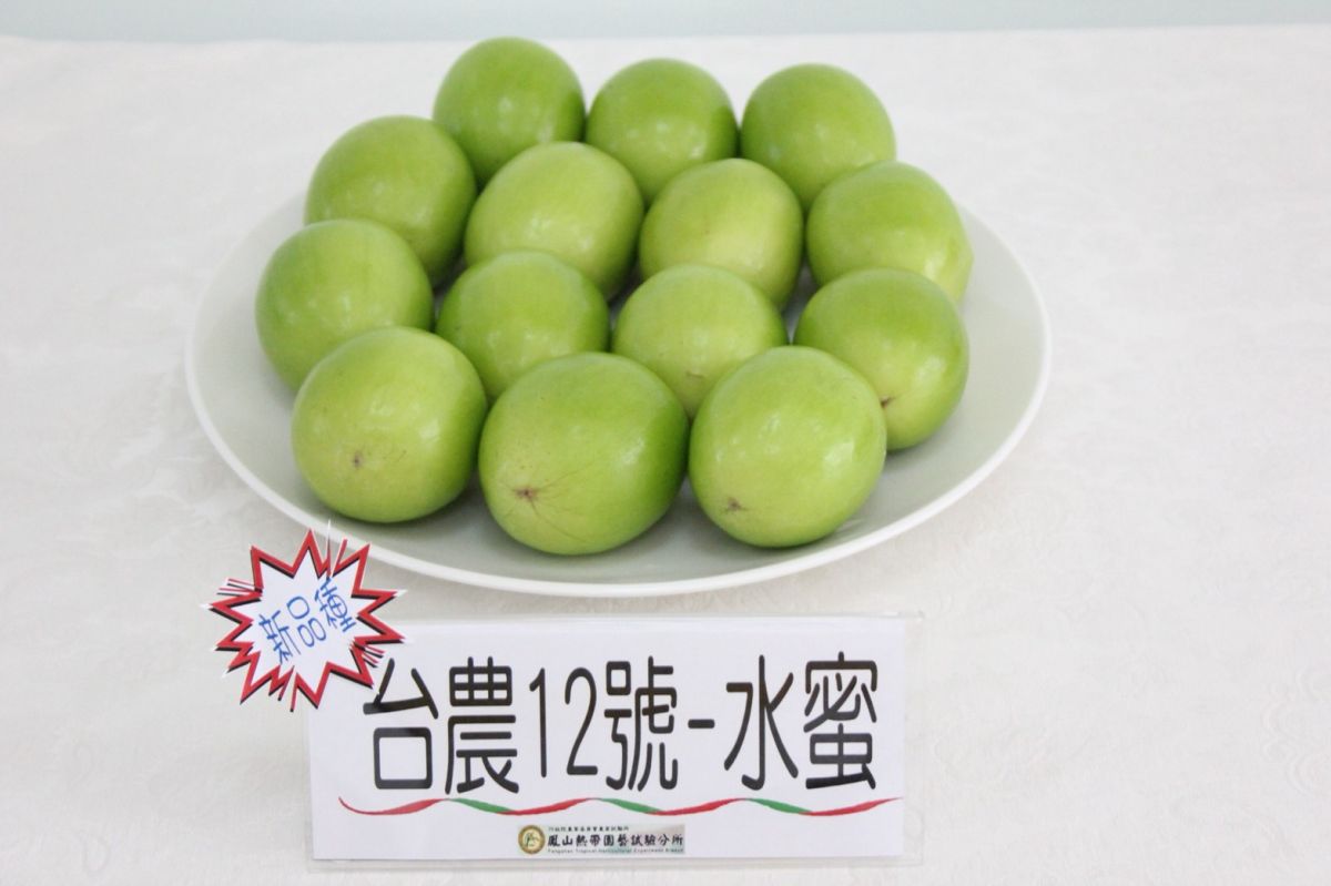 ▲由農業試驗所鳳山熱帶園藝試驗分所，研發成功的蜜棗新品種—台農12號「水蜜」初登場。（圖／記者宋汝夔翻攝，2018.02.05）