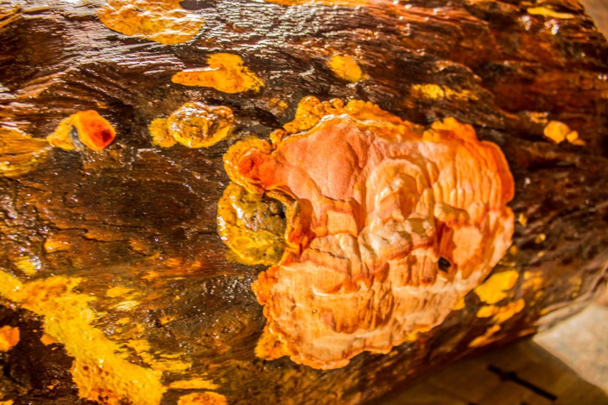 ▲在台灣被稱為「森林的紅寶石」的牛樟芝，經多項臨床試驗證實對保健養生有一定的助益，因此許多業者開始針對肝、胰臟進行新藥研發。圖為牛樟菇。（圖／宏宇農業科技提供）