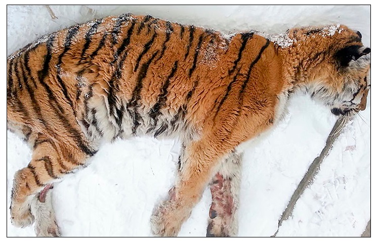 ▲俄羅斯一隻西伯利亞虎因牙痛導致無法進食，在下雪的夜晚向人類「敲門」求救。（圖／翻攝自《The Siberian Times》）