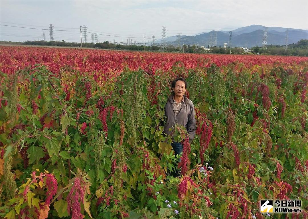▲蔡明進種植一片22公頃的紅藜田色彩豐富，一大片藜田煞是美景。（圖／蔡明進提供）