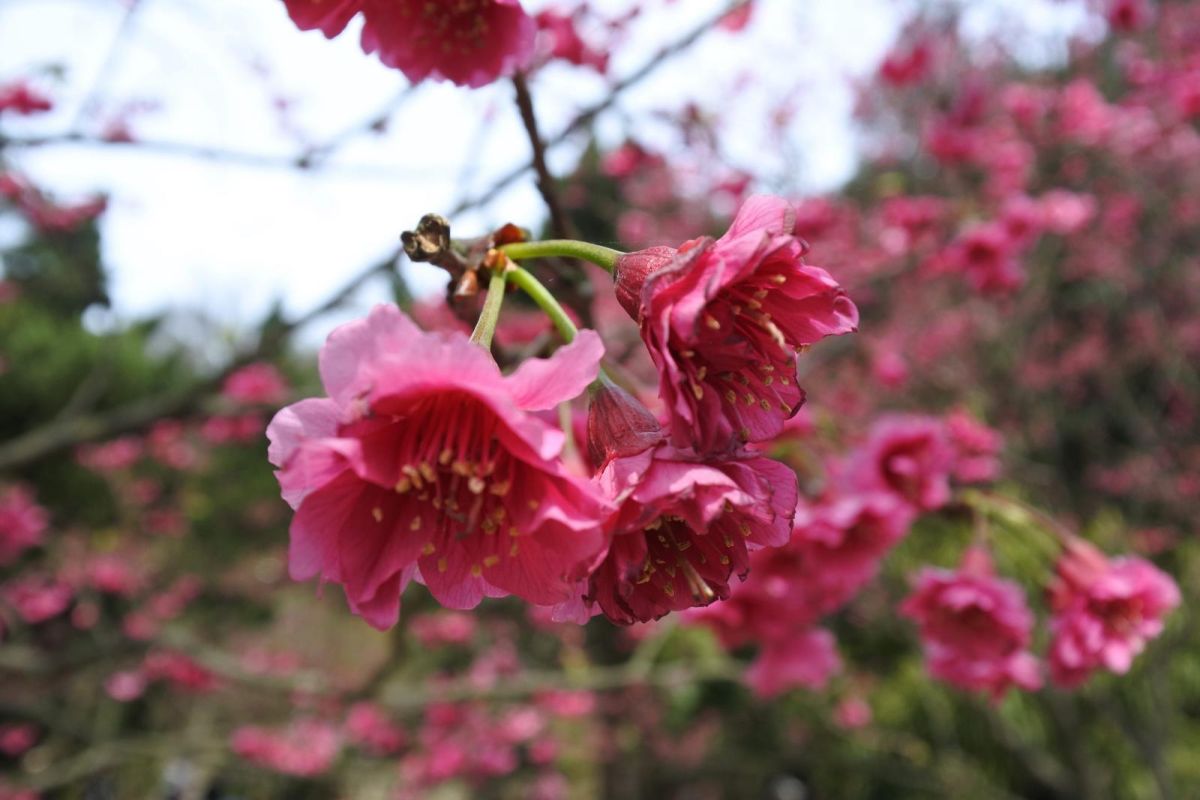 ▲每年都吸引無數遊客的陽明山花季今（22）日起正式登場，目前包含寒櫻及山櫻花已經陸續開花，還有八重櫻、昭和櫻和吉野櫻會接續開放。（圖／台北市政府公園處）