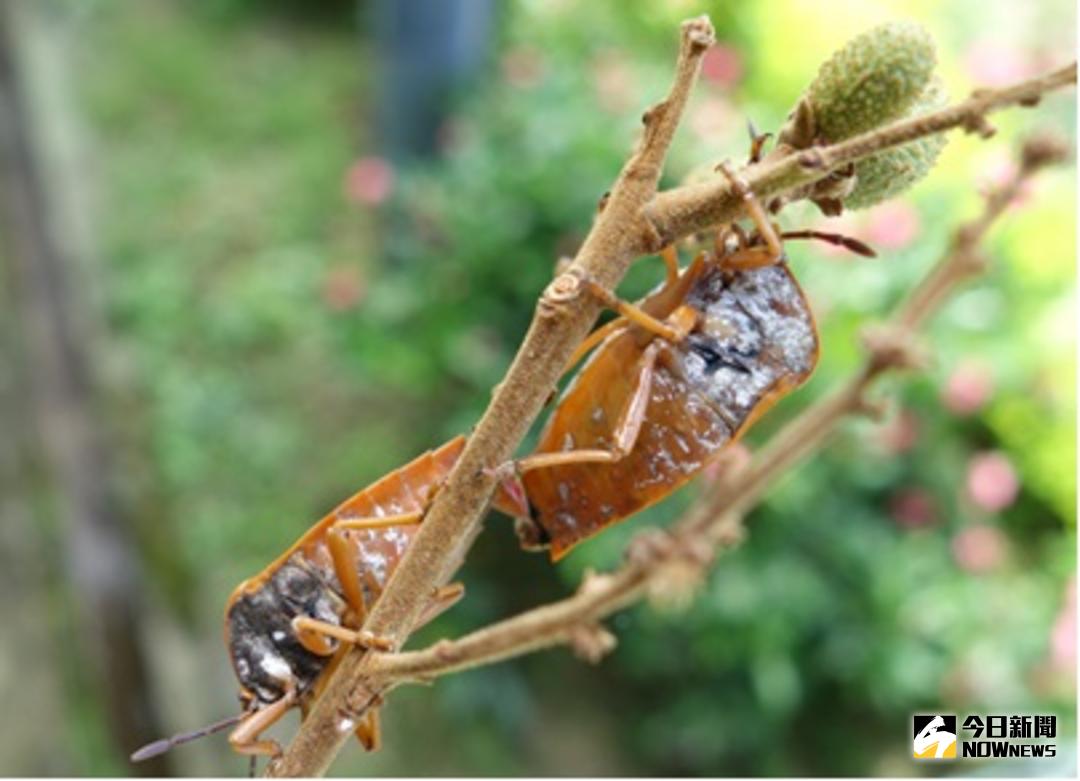 ▲中市農業局首創收購荔枝椿象卵片斷害蟲根源。（圖／農業局提供 , 2018.2.25\\)