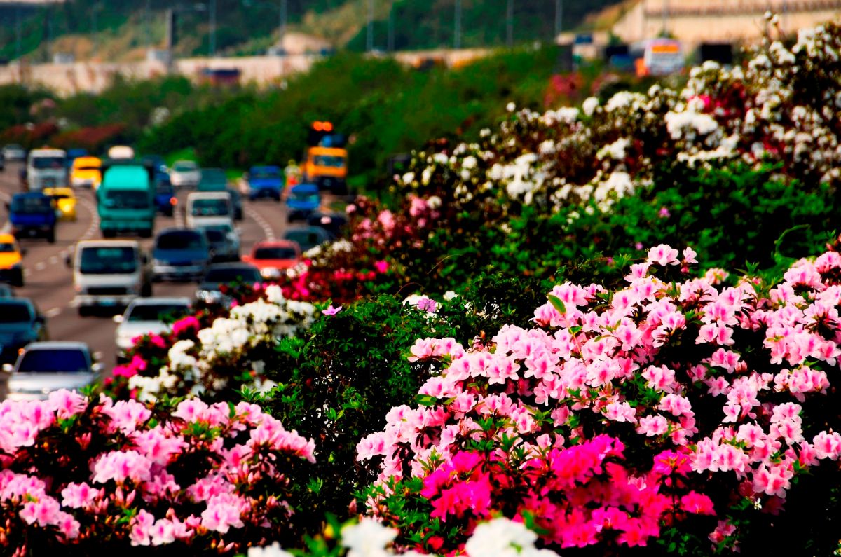 ▲國道花季正式開跑，圖為林口路段的杜鵑花。（圖／高速公路局）