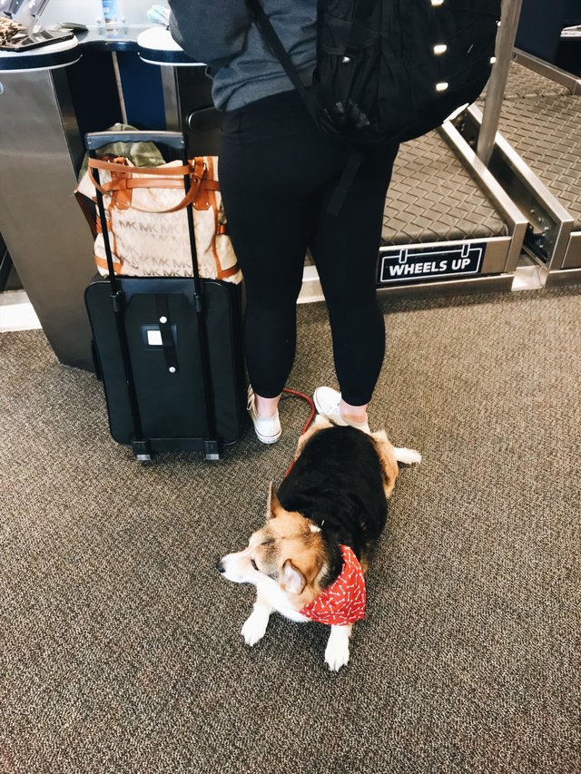 在一次的旅行中，麥迪森和蔻拉因為飛機延誤被卡在機場裡，但她並不太擔心，因為蔻拉很親人，即使在人來人往的機場，牠也不會緊張，反而是懷著跟每個靠過來的人打招呼。