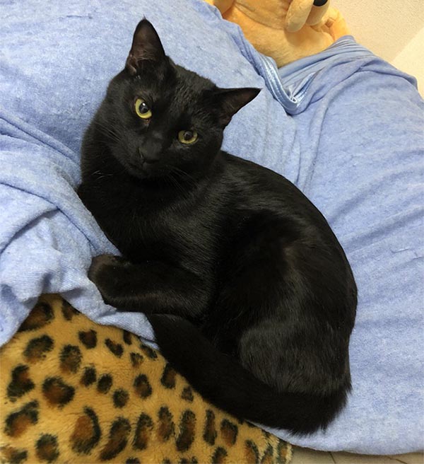 日本網友月子表示，自從養了愛貓伊茲卡，每天都很療癒。