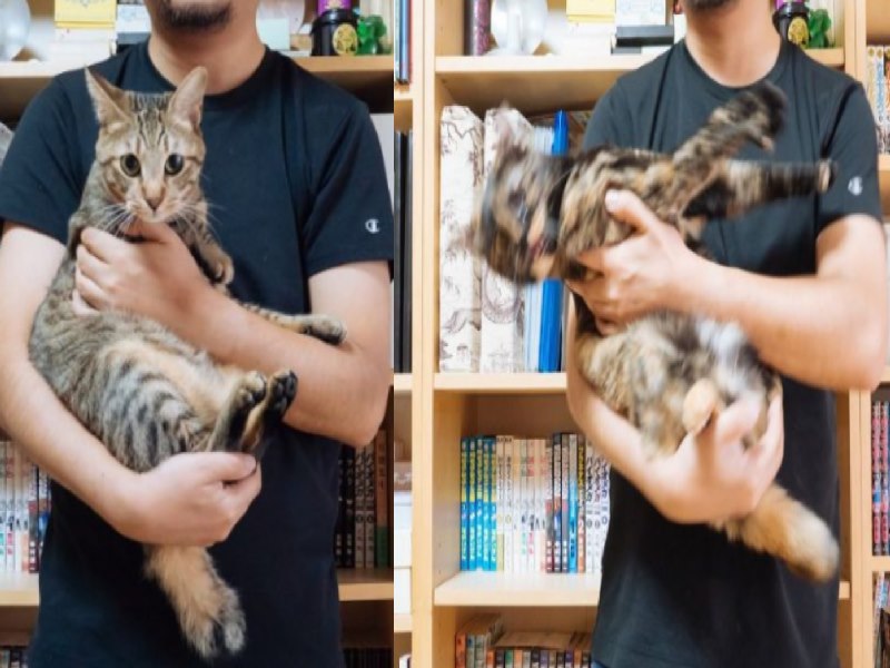 貓咪被抱抱的反應是哪種？日本網友家的三隻貓咪完美詮釋（圖／寵毛網）
