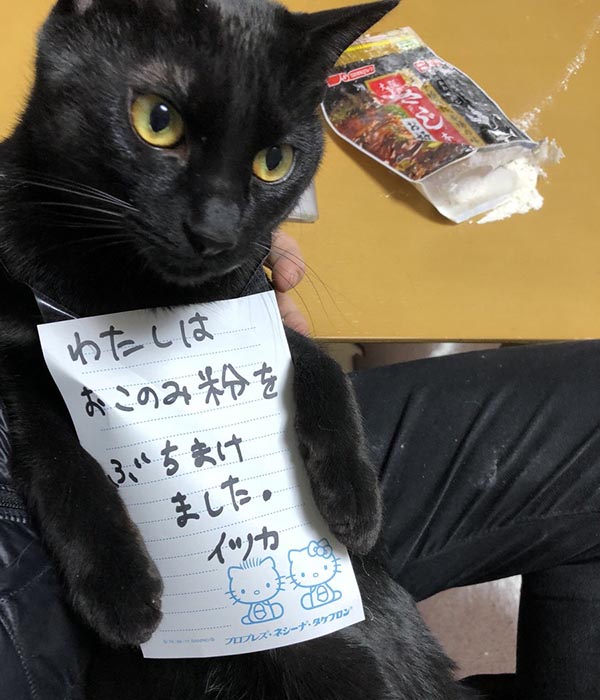 即使讓犯人掛上「是我把什錦燒粉弄得到處都是」的反省字條，也不覺得牠真的有在反省啊～