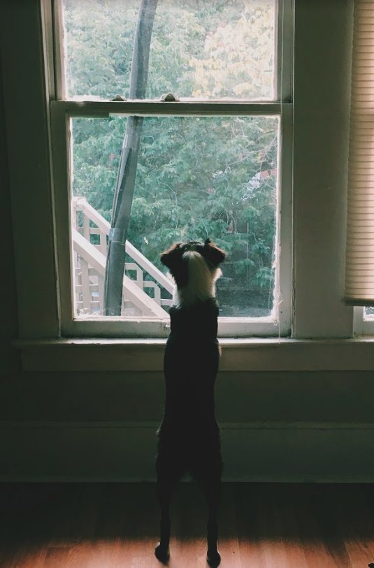 可愛的狗狗錫安有隻狗狗好朋友莫，錫安總會時不時確認一下窗外，看看莫在不在。