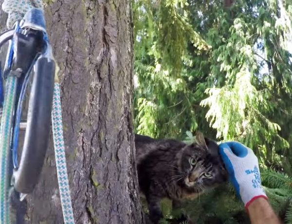 湯姆和尚恩表示，雖然貓咪有時候很神經質，但幸好這些受困在樹上的貓咪大部份都很配合，可能是因為知道他們是來救自己的人吧～