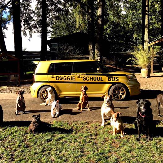 魯迪的狗狗學校位於奧勒岡州，佔地頗大，狗狗們可以在這裡交朋友、跑跑跳跳一整天！