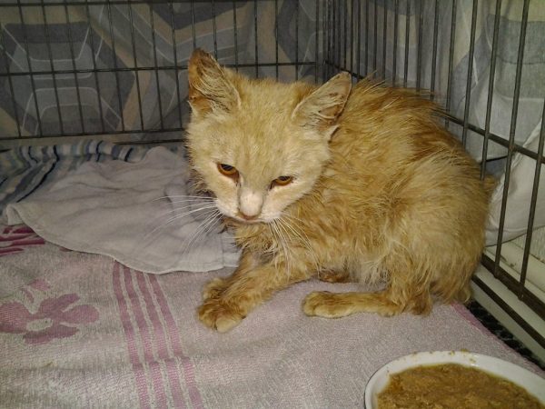 哈尼原本是一隻流浪貓，四年前被好心人送來醫院時，又瘦又小的一副可憐兮兮樣。