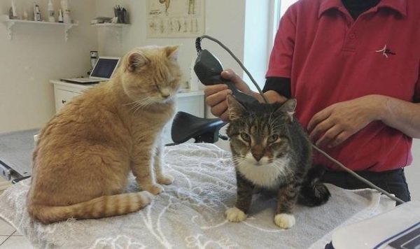 哈尼正在陪伴一隻緊張的貓咪接受治療。