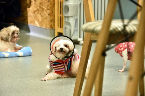 諾亞方舟動物同樂會專門收容、中途老病殘的毛小孩。（圖／記者林柏年攝）