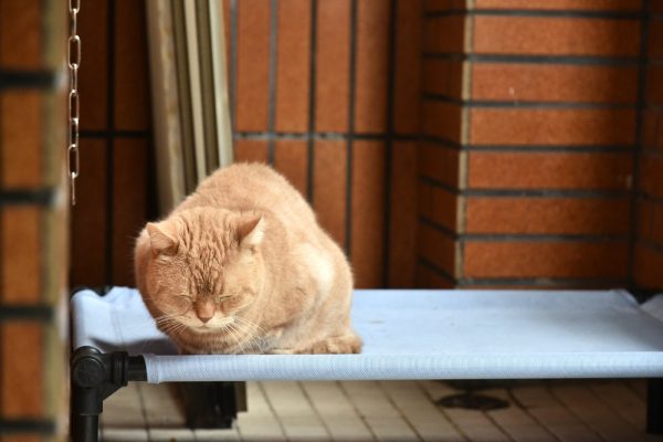高齡貓狗的個性穩定，比幼幼來得更適合新手或是生活在都市中沒有太多居住空間的人。（圖／記者林柏年攝）