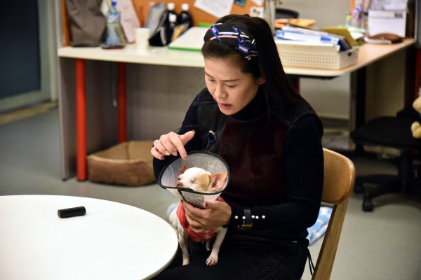 戈家黎和記者解說吉娃娃波卡的狀況，牠失去了一隻眼睛，聲帶也被割掉，但仍十分親人，採訪過程中不斷向記者撒嬌。（圖／記者林柏年攝）