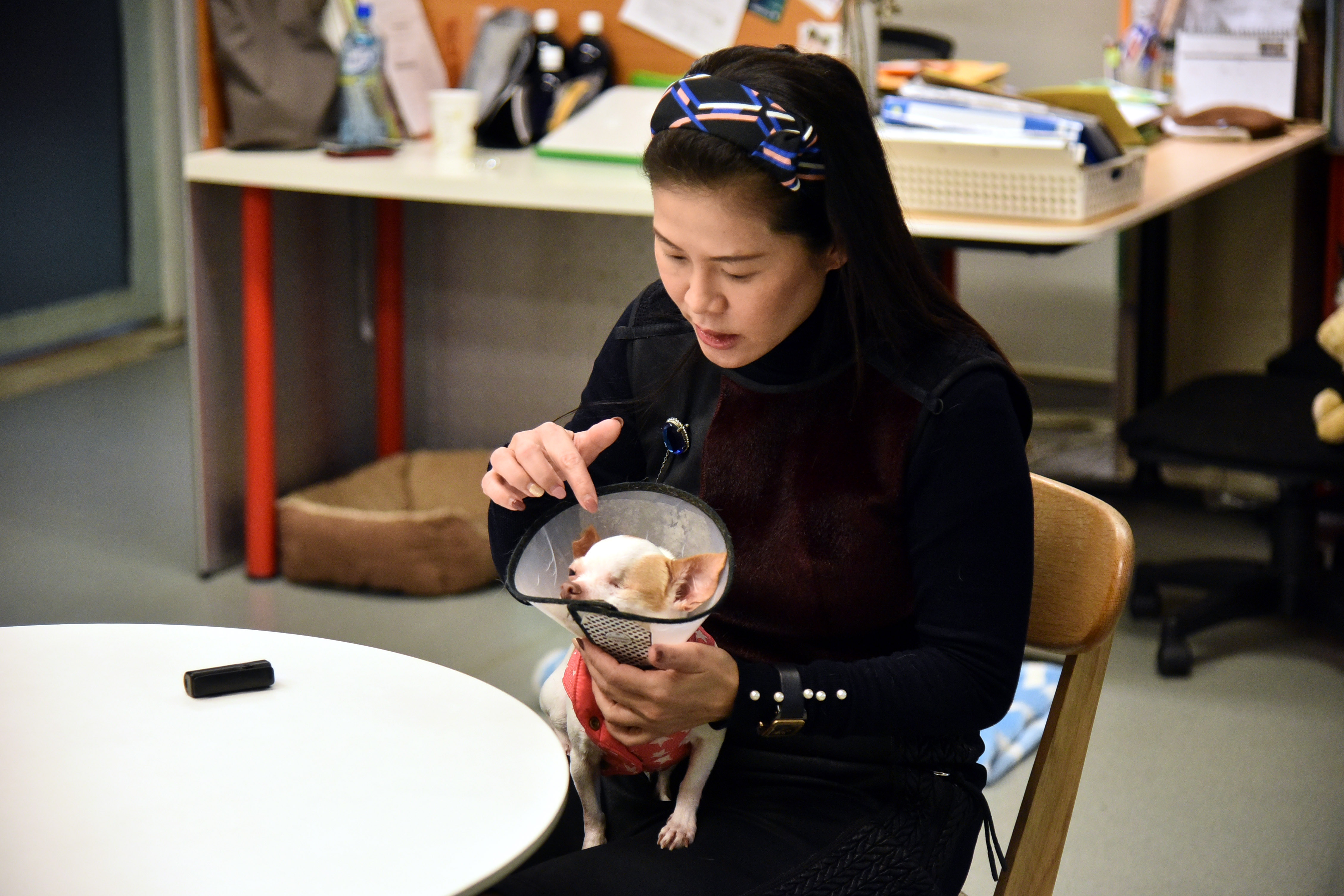 戈家黎和記者解說吉娃娃波卡的狀況，牠失去了一隻眼睛，聲帶也被割掉，但仍十分親人，採訪過程中不斷向記者撒嬌。（圖／記者林柏年攝）