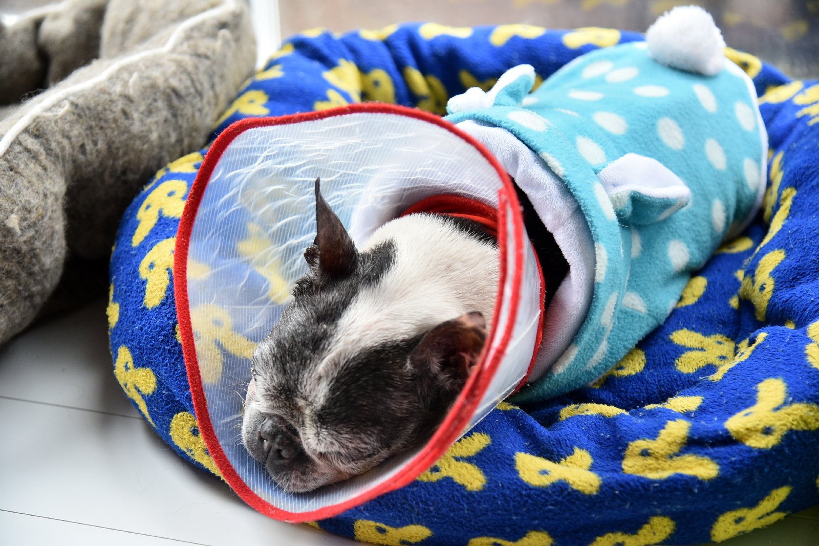 現在越來越多人把毛小孩當成家人，台灣民眾動保意識的抬頭也讓戈家黎充滿信心。（圖／記者林柏年攝）