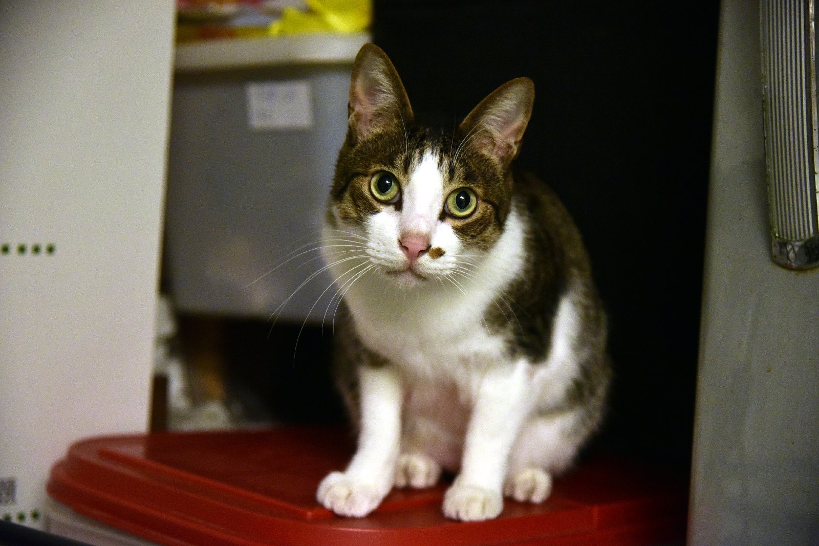 諾亞方舟為了永續經營正在努力中，以期幫助更多老病殘動物。（圖／記者林柏年攝）