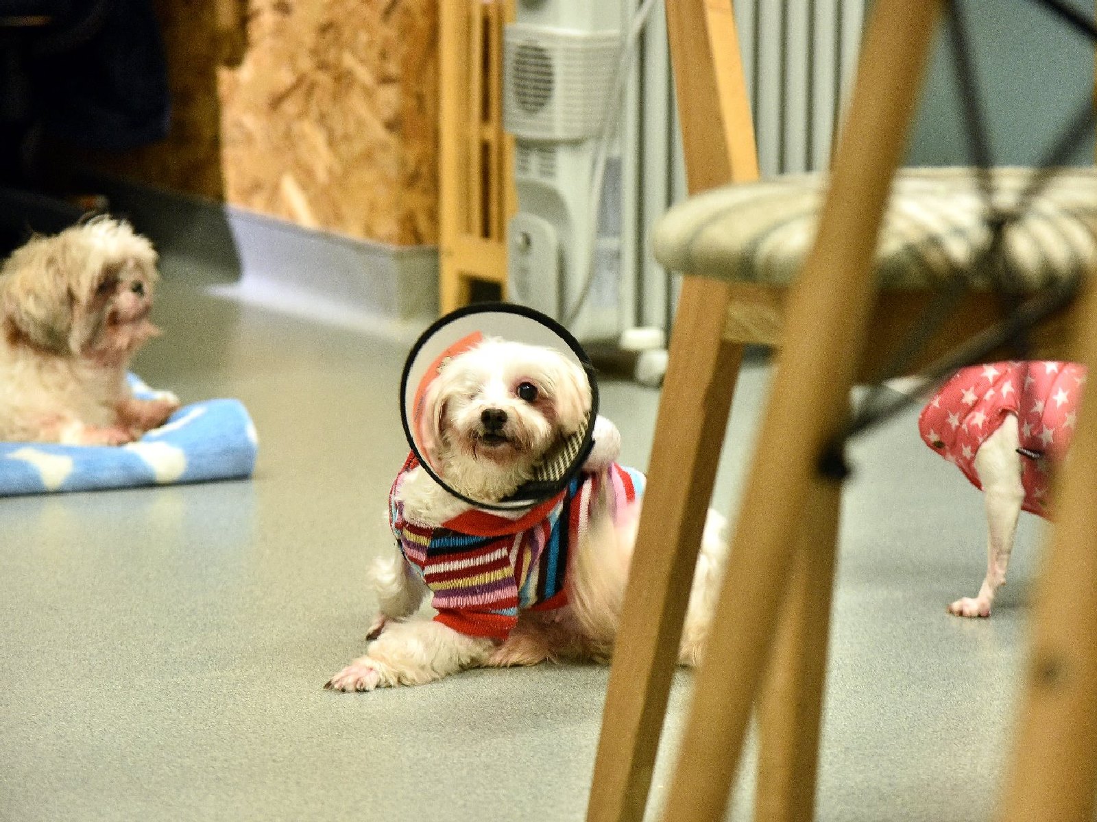 專訪／救援老病殘動物　諾亞方舟動物同樂會：別人不做的事我們來做！（圖／寵毛網）
