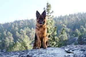 賈默是一隻帥氣的德國牧羊犬，雖然塊頭很大，但個性非常溫馴。