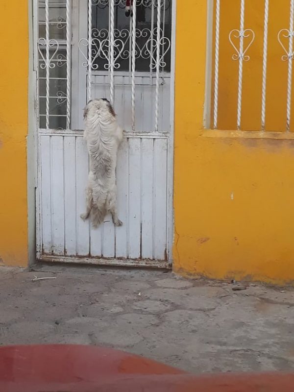 戈維亞在拜訪親戚時路過一間房子，看到一隻白色狗狗攀在大門的欄杆上好像在找什麼。