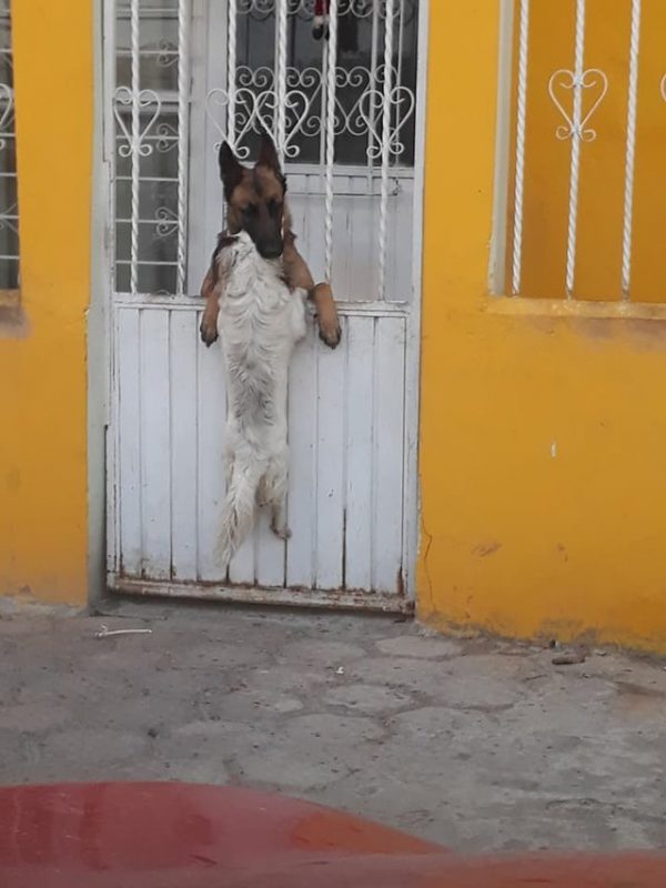 這詭異的行動一直到門內的德國牧羊犬出現，戈維亞才恍然大悟：原來狗狗是來找朋友的！