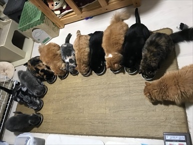 推主家總共養了十二隻貓咪。（圖／@suzukotegin）