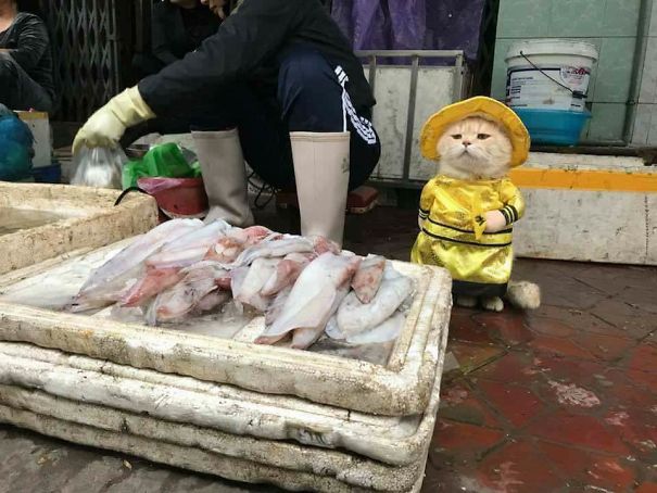 小狗的主人是一名魚販，因此牠每天都跟著一起到市場擺攤。