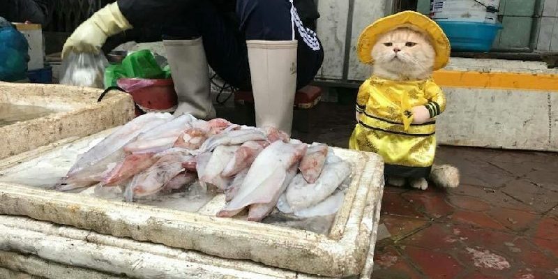 越南貓咪愛扮皇帝　在市場賣魚好霸氣！
