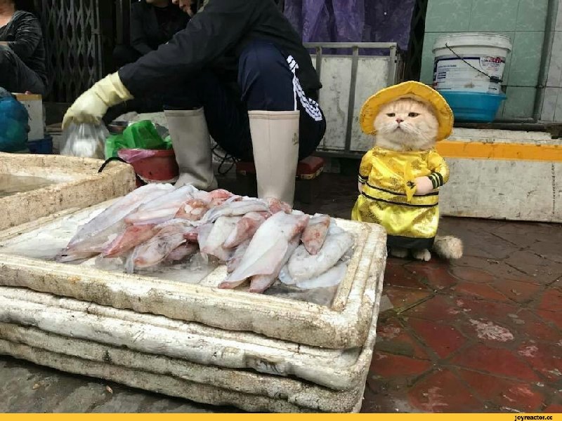 越南貓咪愛扮皇帝　在市場賣魚好霸氣！（圖／寵毛網）